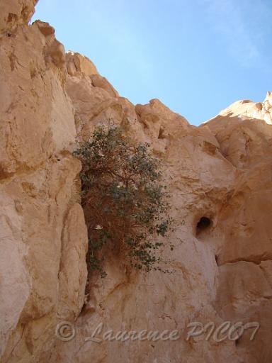 White canyon (8).JPG